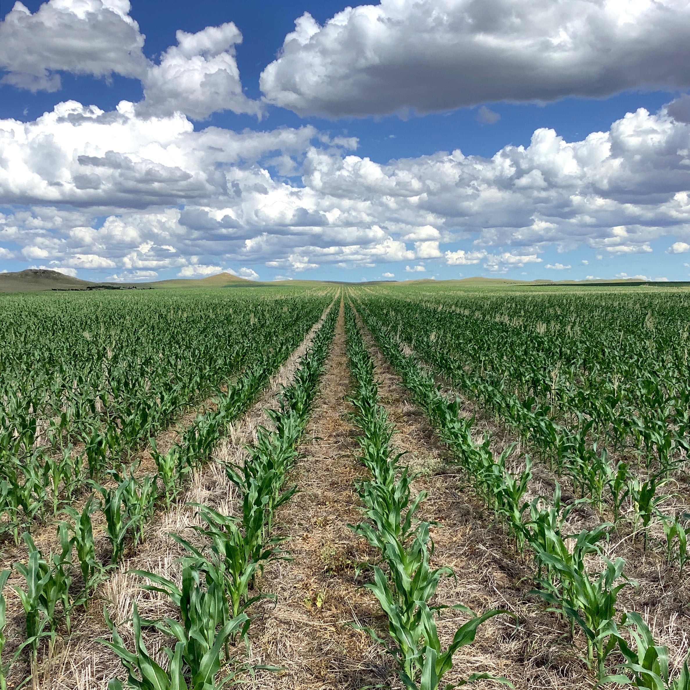 no till corn